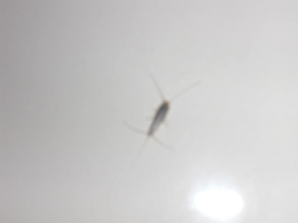 Mitbewohner Badewanne Bei Juan Playa Blanca