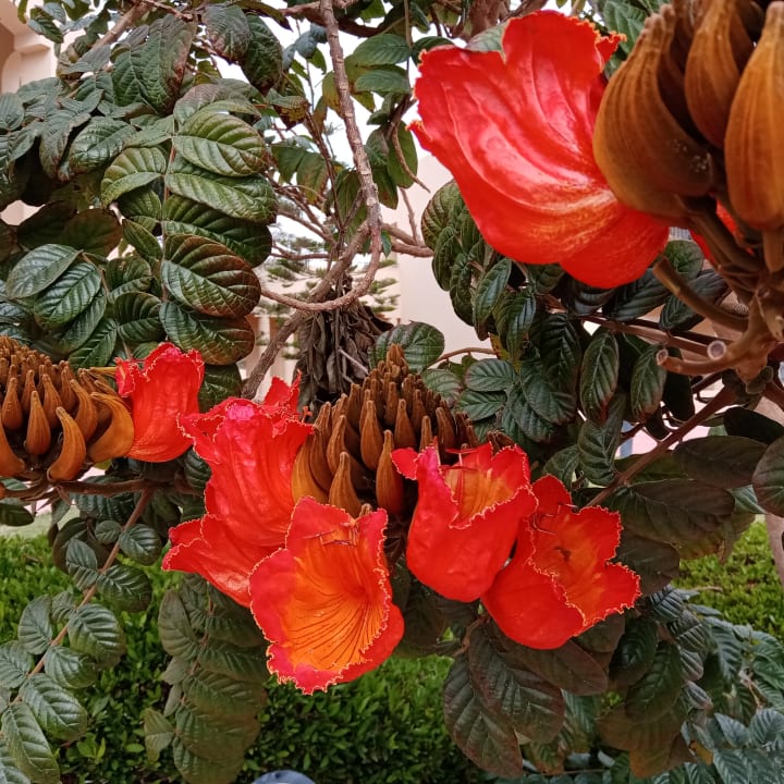 Gartenanlage Cleopatra Luxury Resort Makadi Bay