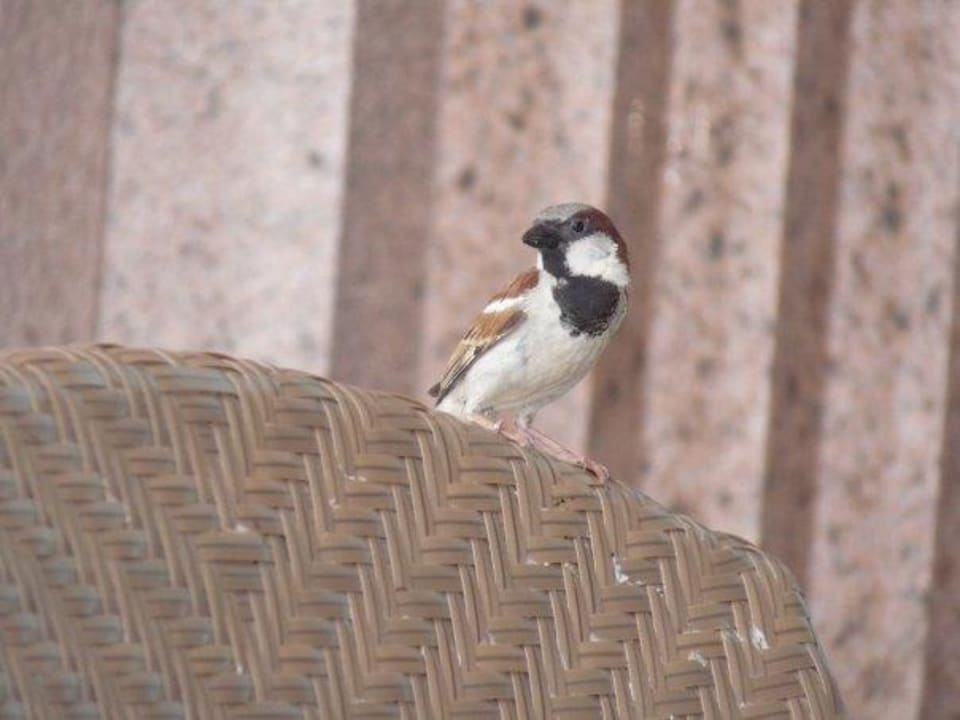 Vögel auf der Frühstücksterrasse Emirates Palace Mandarin Oriental