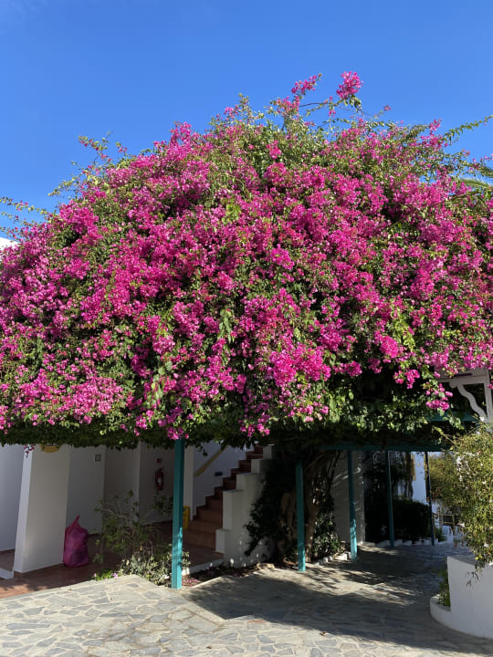Gartenanlage Mastichari Bay Hotel