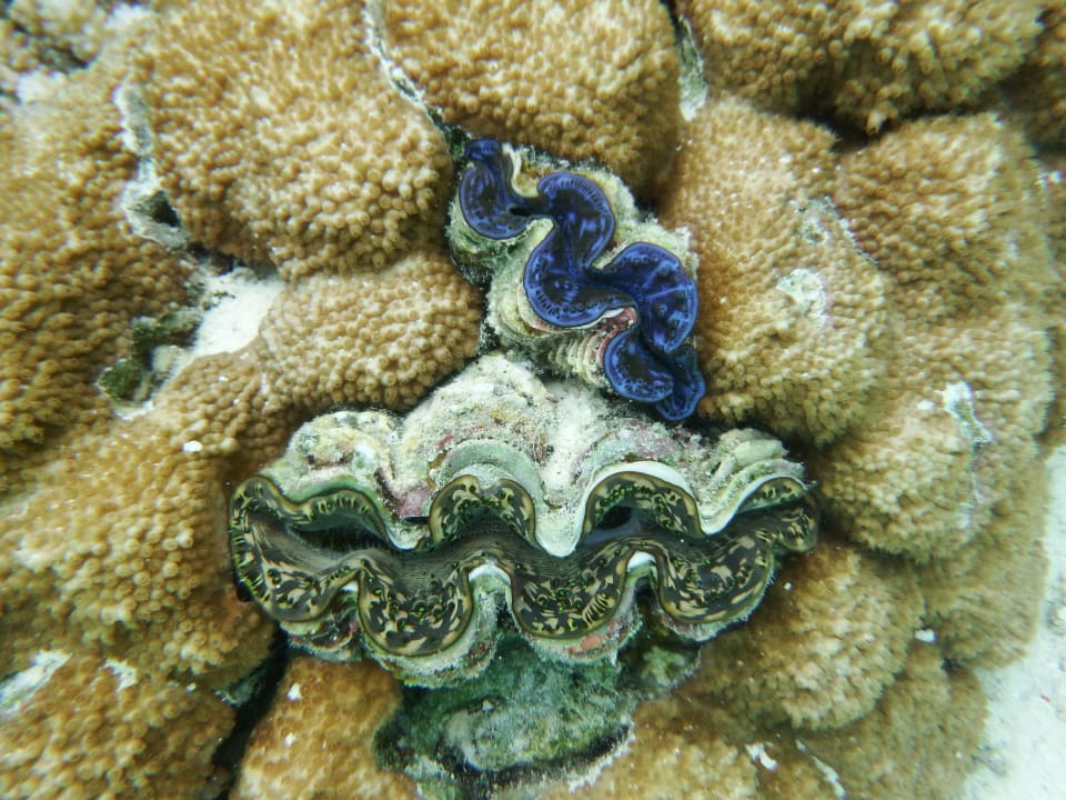 Mördermuscheln  Embudu Village