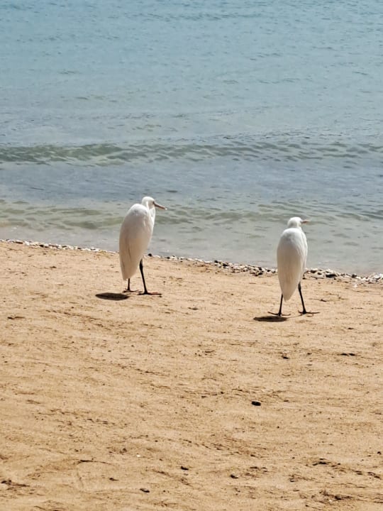 Strand Steigenberger Coraya Beach - Adults only