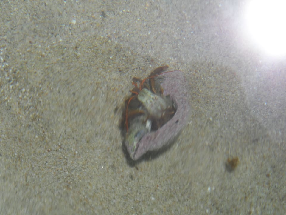 I nasz maly przyjaciel AluaSoul Zakynthos - Adults only