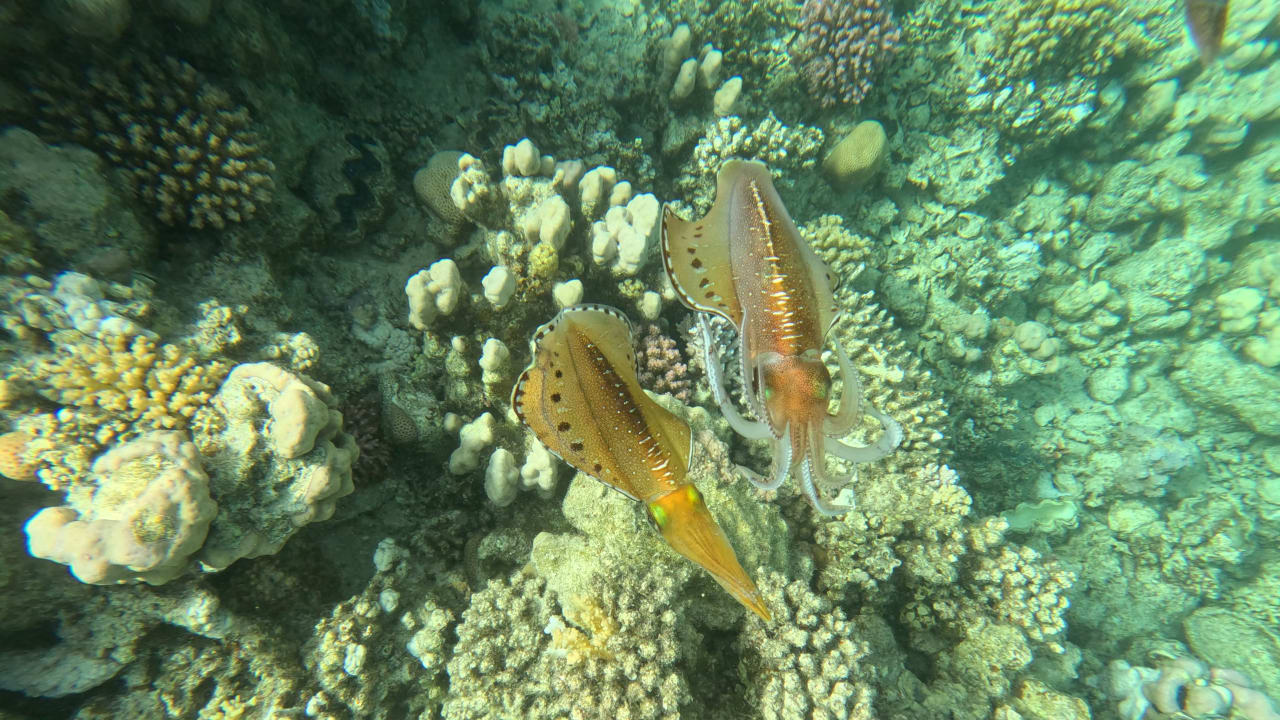 Sport & Freizeit Malikia Resort Abu Dabbab