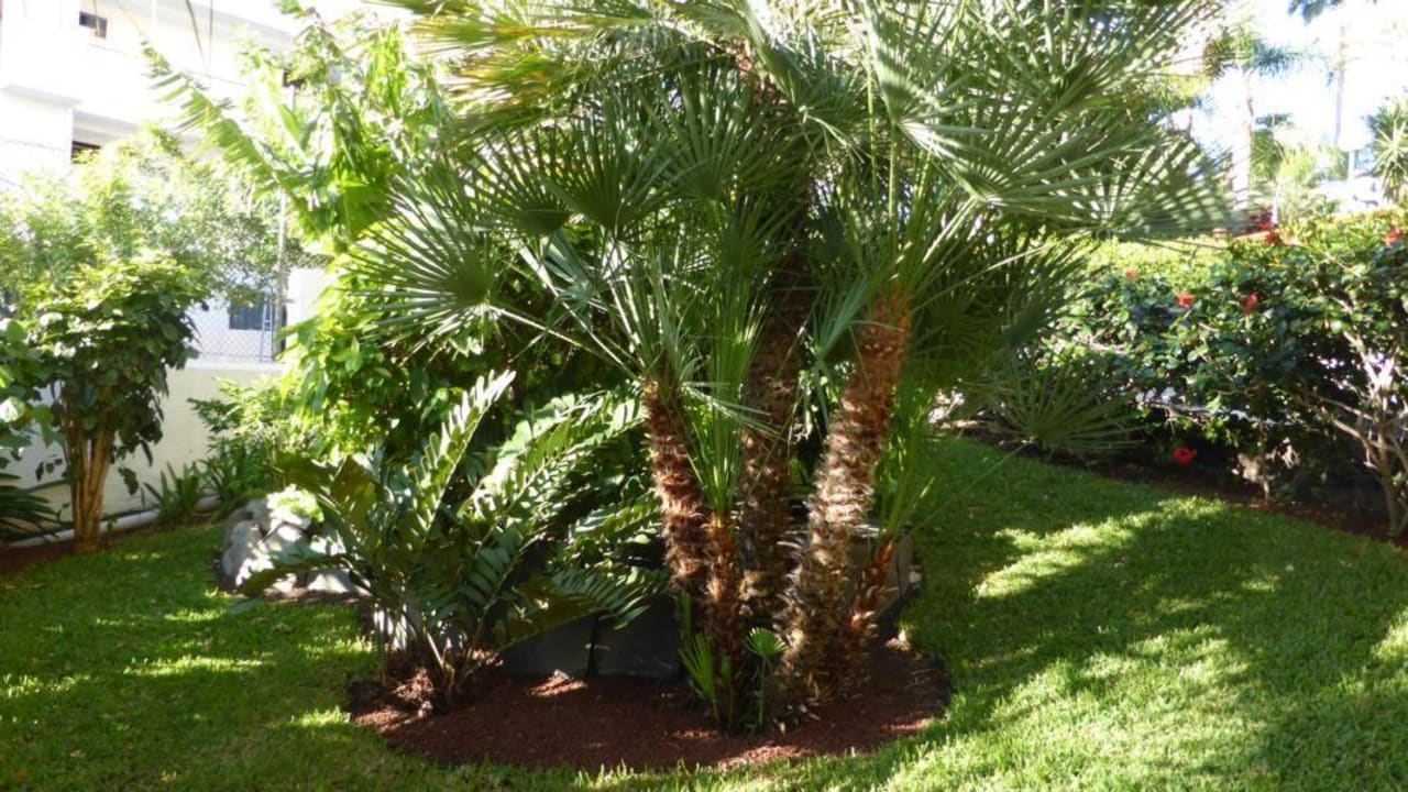 Garten allsun Hotel Lucana