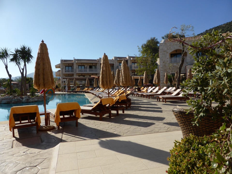 Pool am Morgen Cactus Royal