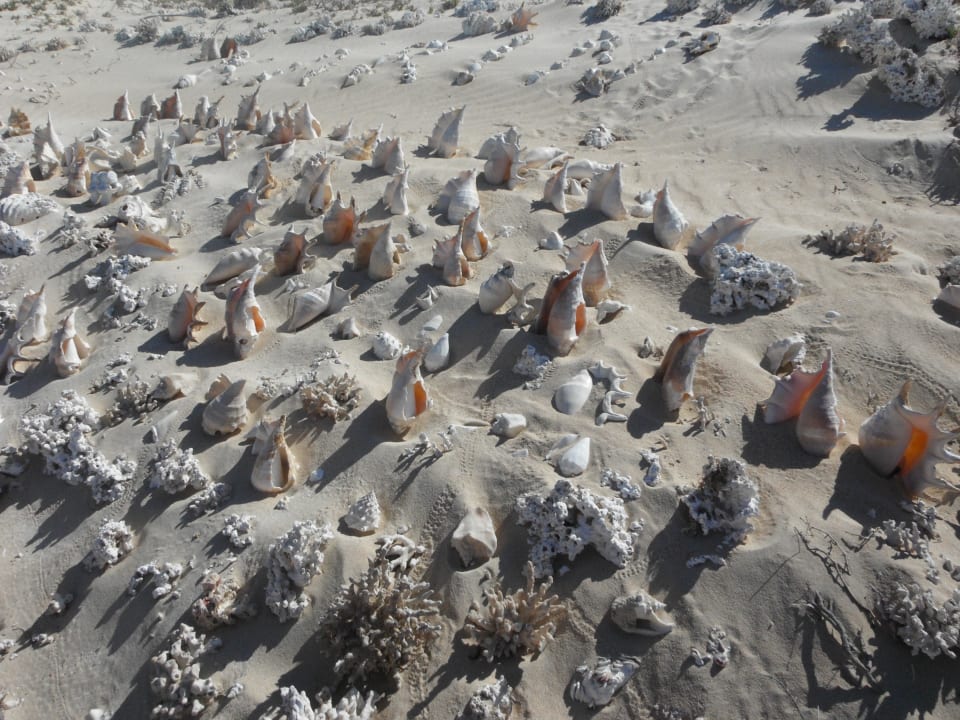 Muschelsammlung Hotel Gorgonia Beach Resort