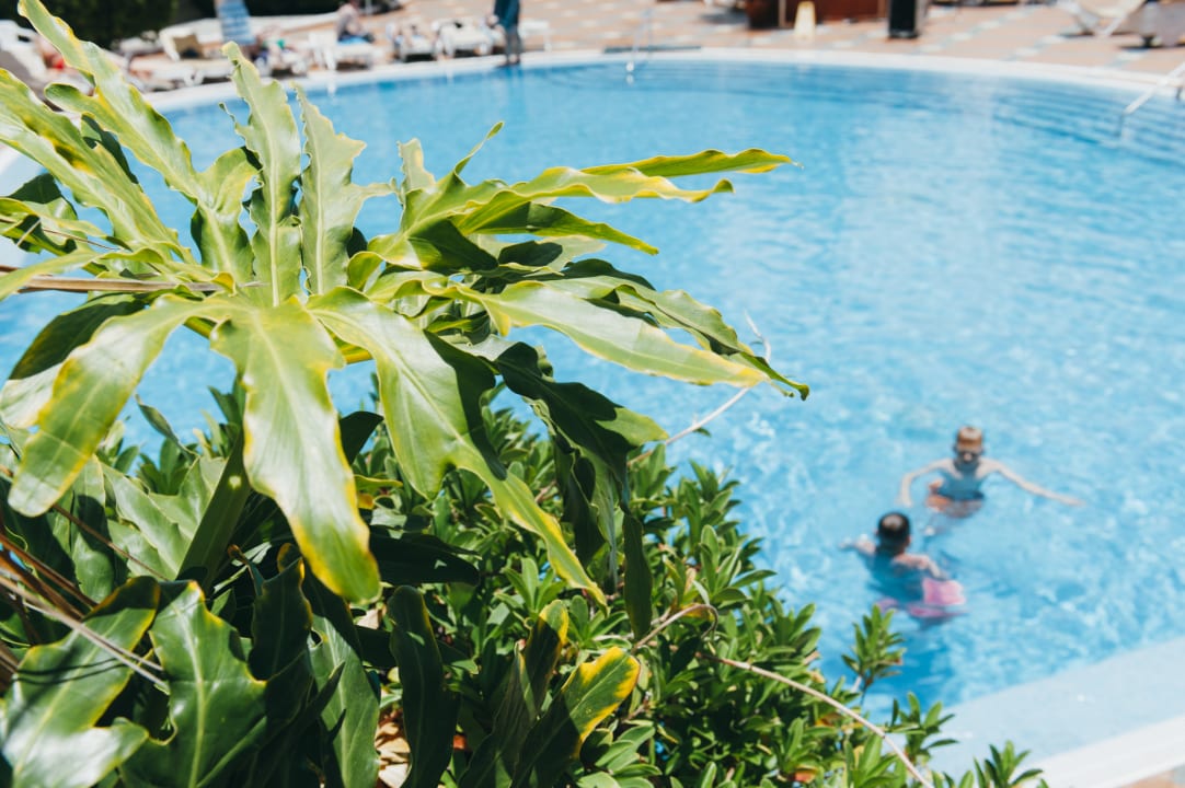 Pool Palm Beach Tenerife