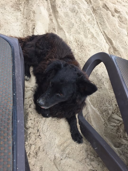 Strand Hotel Riu Palace Boavista