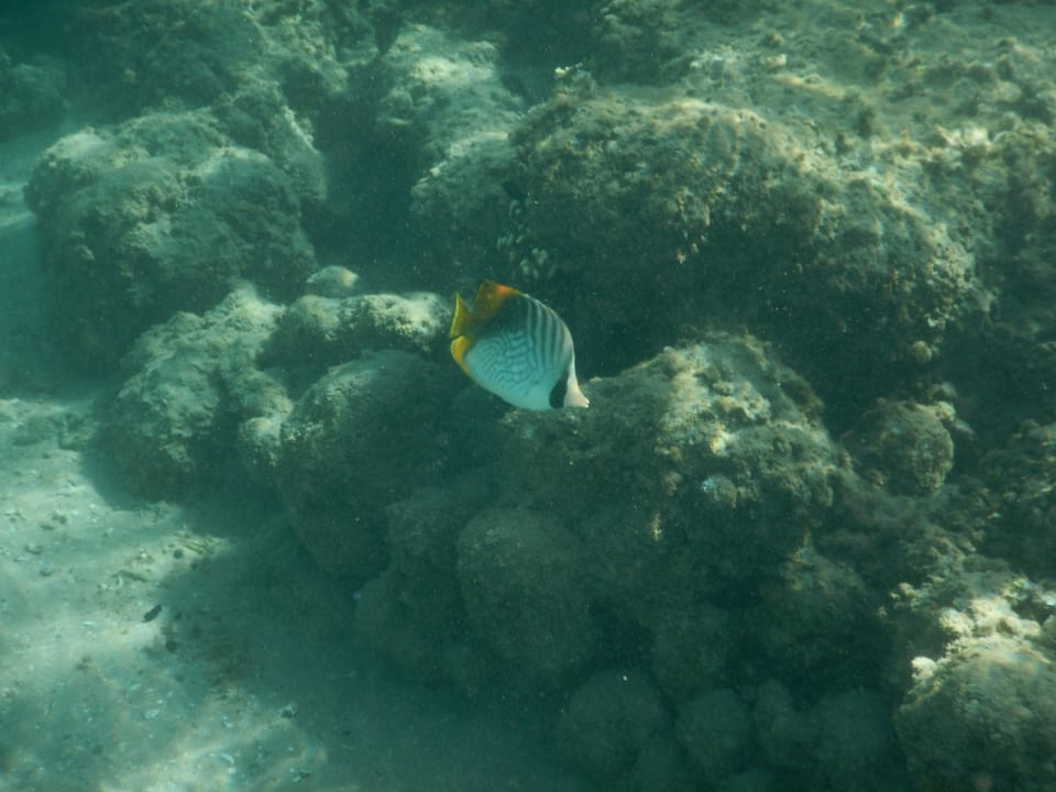 Wakacje Pickalbatros Alf Leila Wa Leila Resort - Neverland Hurghada
