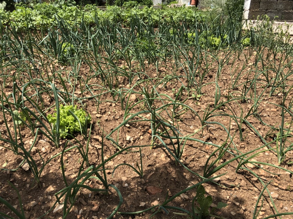 Gartenanlage Acrotel Sofia's Guesthouse