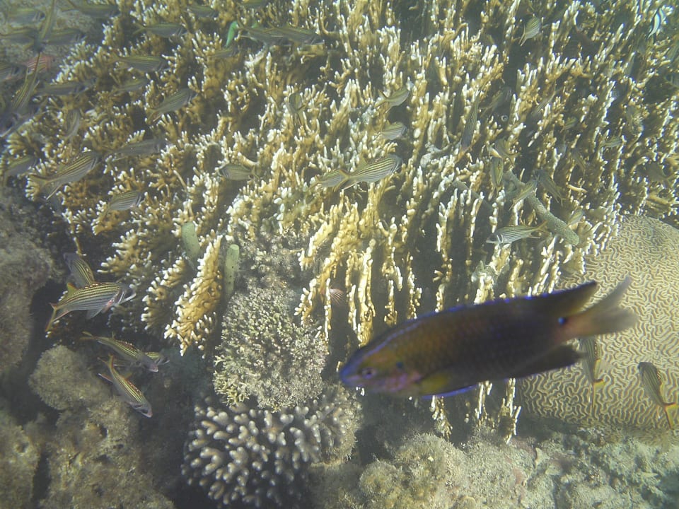 Strand Sentido Caribbean World Soma Bay