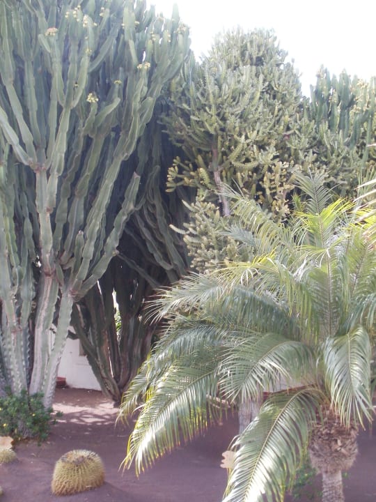Ogród Alua Suites Fuerteventura