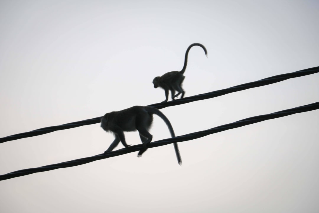 Tierische Besucher Hotel Tanjung Inn Villa de Fedelia