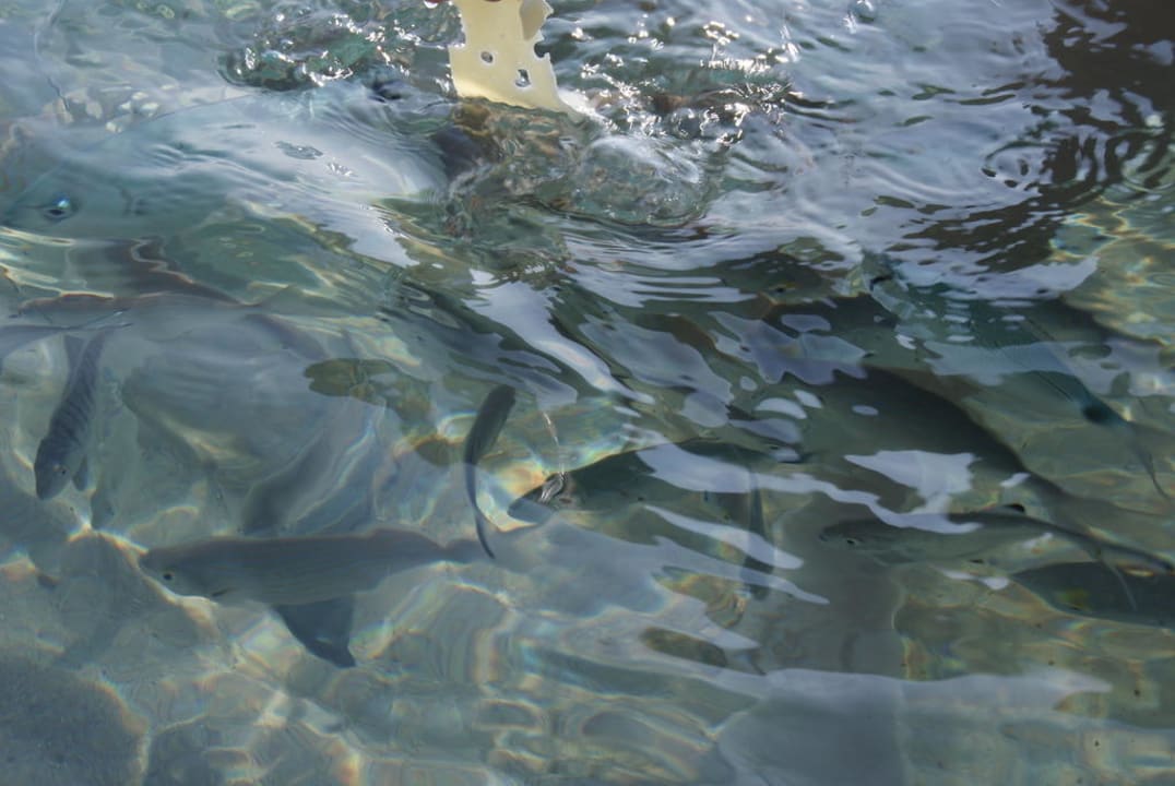 Fische Porto Bello Royal