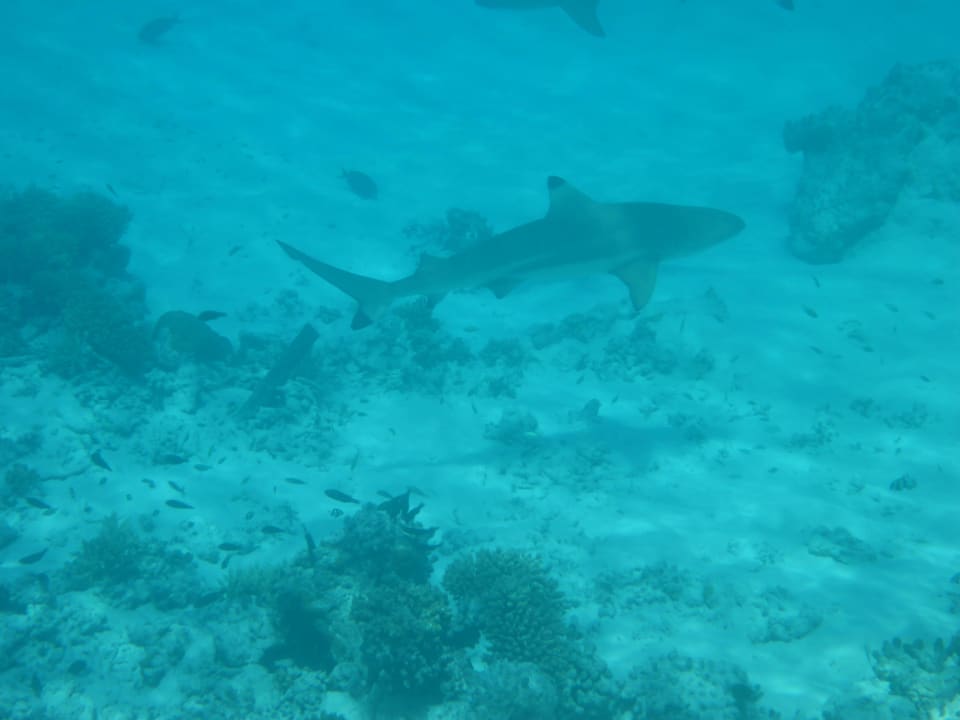 Absolut keine Angst!  Kuramathi Maldives