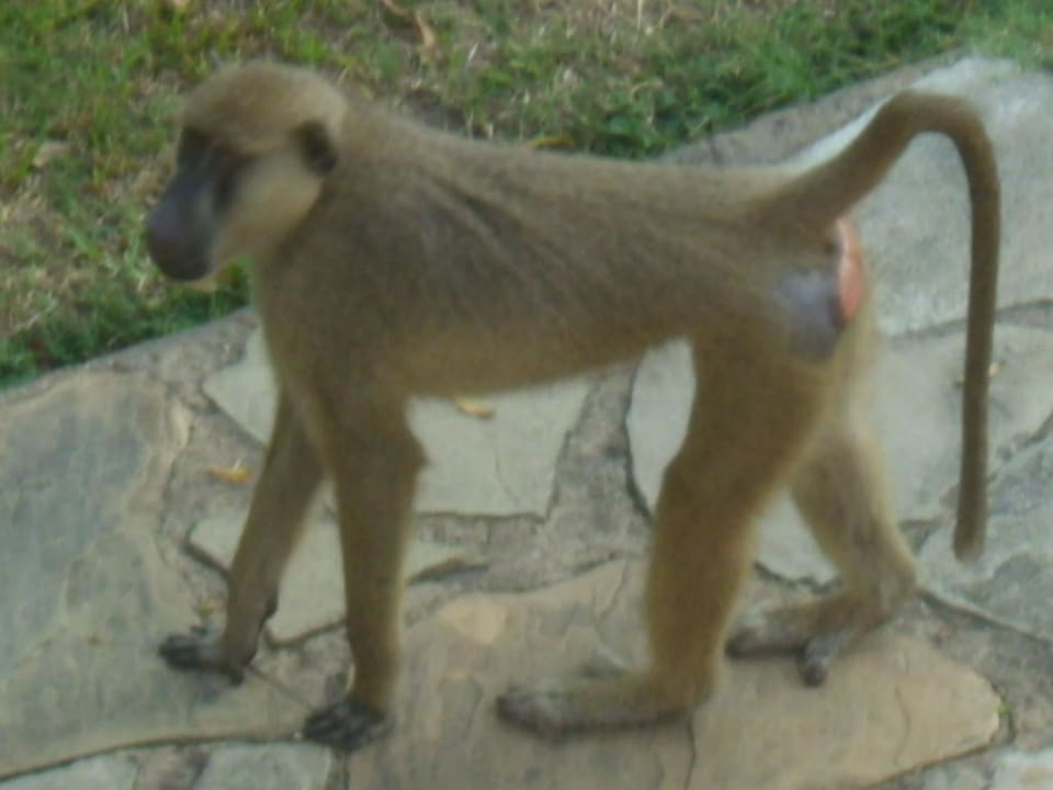 Pavianbesuch Hotel Papillon Lagoon Reef