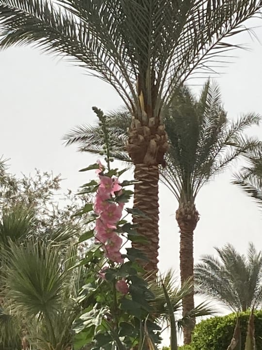 Gartenanlage Jaz Makadi Oasis Resort