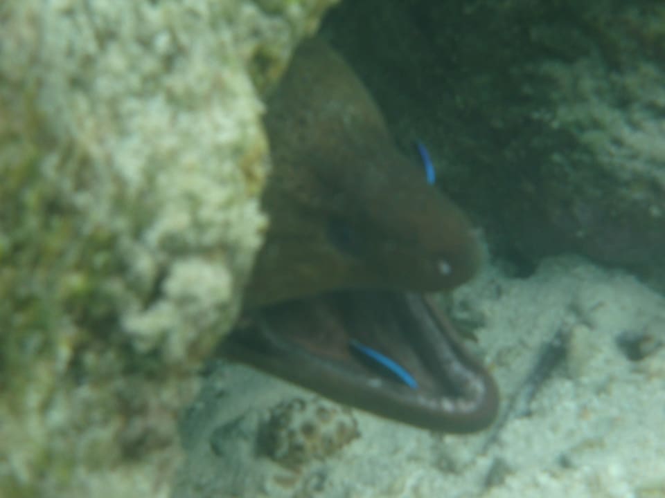 Riesenmuräne mit Putzerfisch Adaaran Select Hudhuran Fushi - Premium All Inclusive