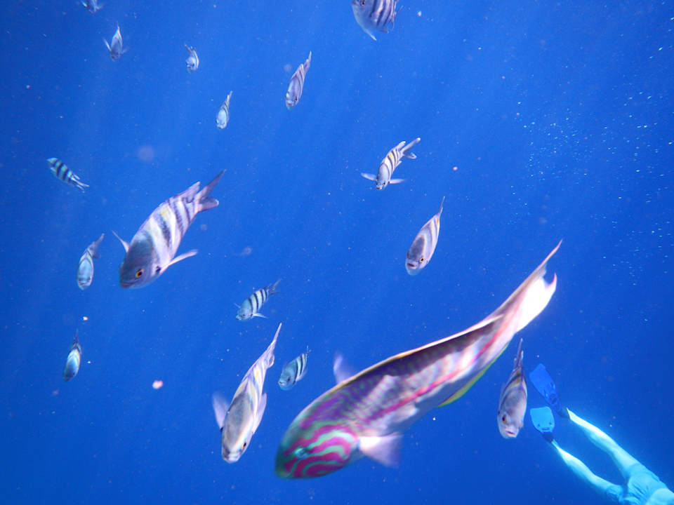 Schöne Fische The Grand Hotel Sharm El Sheikh