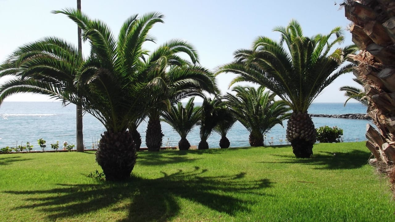 Blick von der Liege auf das Meer Hotel Riu Palace Tenerife
