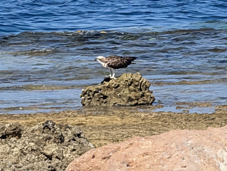 Strand Pickalbatros Citadel Resort
