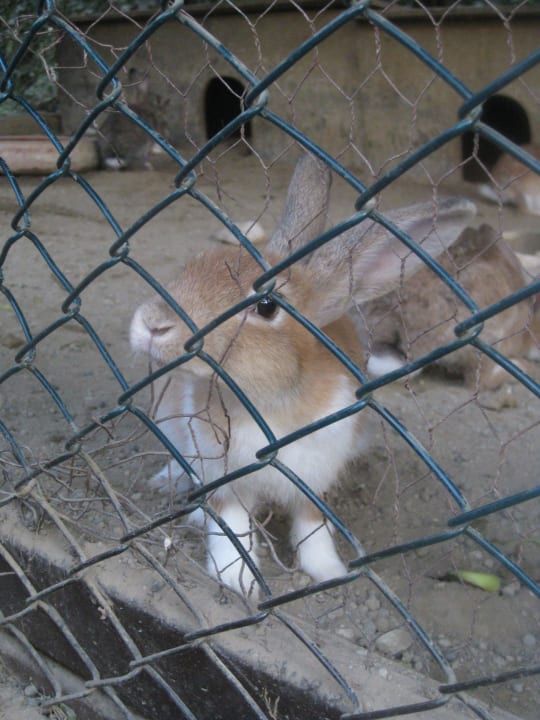 MiniZoo Marvida Family Eco