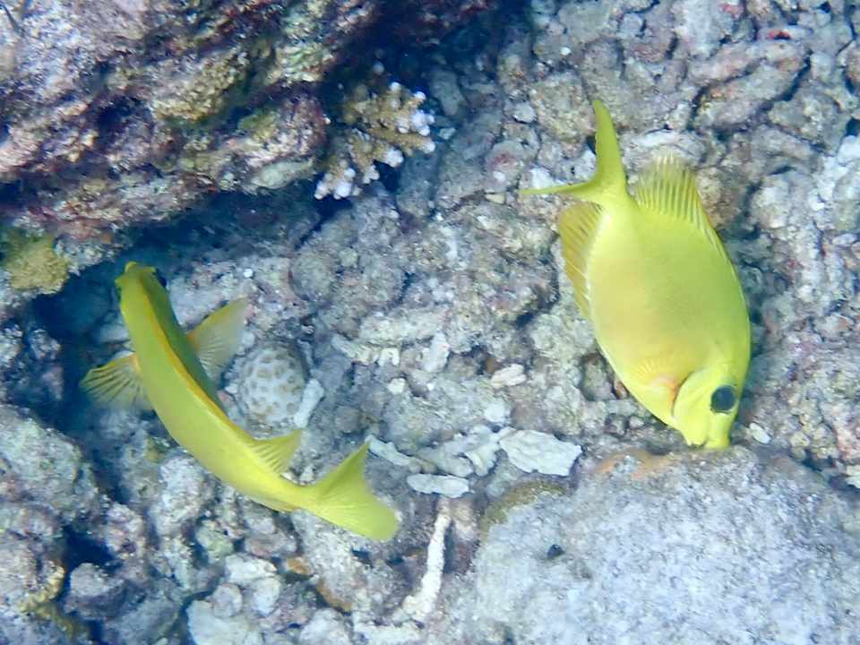 Strand Vilamendhoo Island Resort & Spa