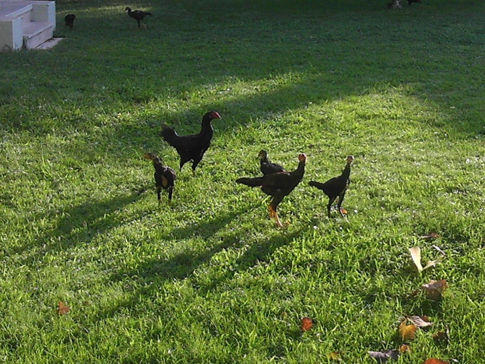 VON Club Golden Beach VONRESORT Golden Beach