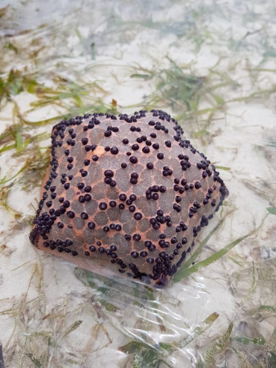 Hotelstrand Neptune Paradise Beach Resort & Spa