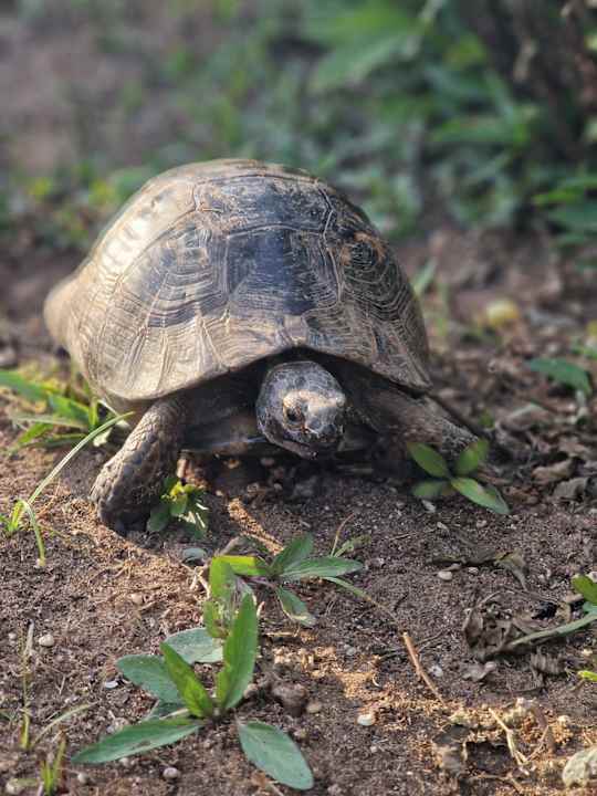 Gartenanlage Adora Hotel & Resort
