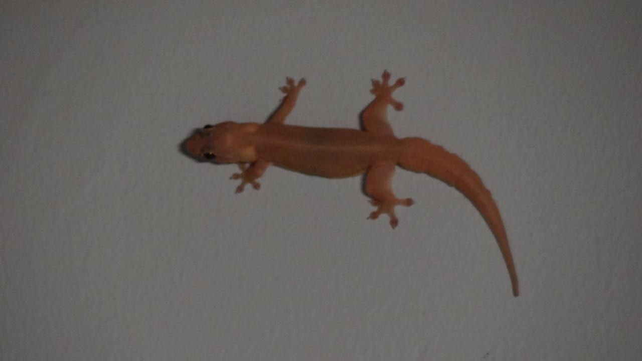 Kleine Begleiter gibt es überall Paradise Sun