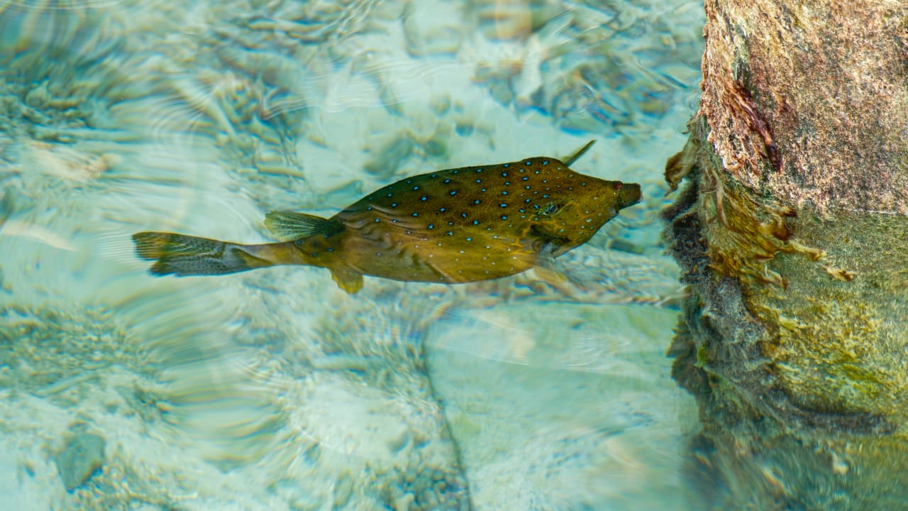 Sport & Freizeit Gili Lankanfushi Resort