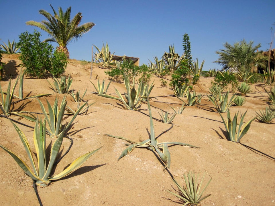 . Fantazia Resort Marsa Alam