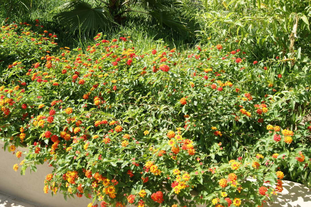 Blumen Aydinbey Kings Palace & Spa