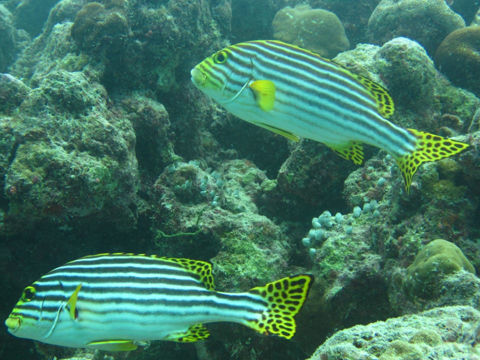 Orient Süßlippen Adaaran Select Hudhuran Fushi - Premium All Inclusive