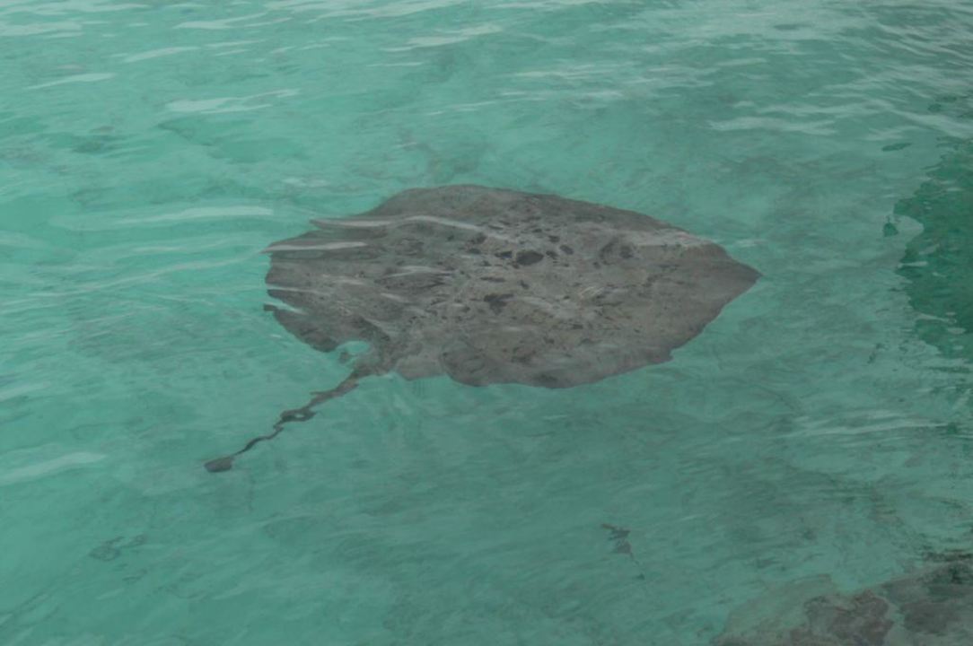Stachelrochen Summer Island Maldives