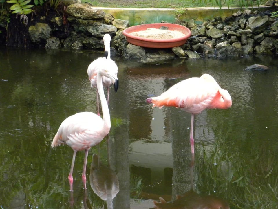 Flamigos TRS Turquesa Hotel - Adults only