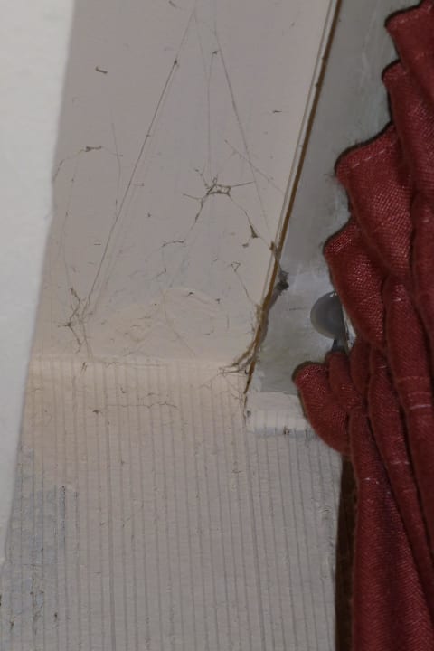 Spinnweben mit Nestern hinter den Vorhängen Flair Hotel Weinstube Lochner