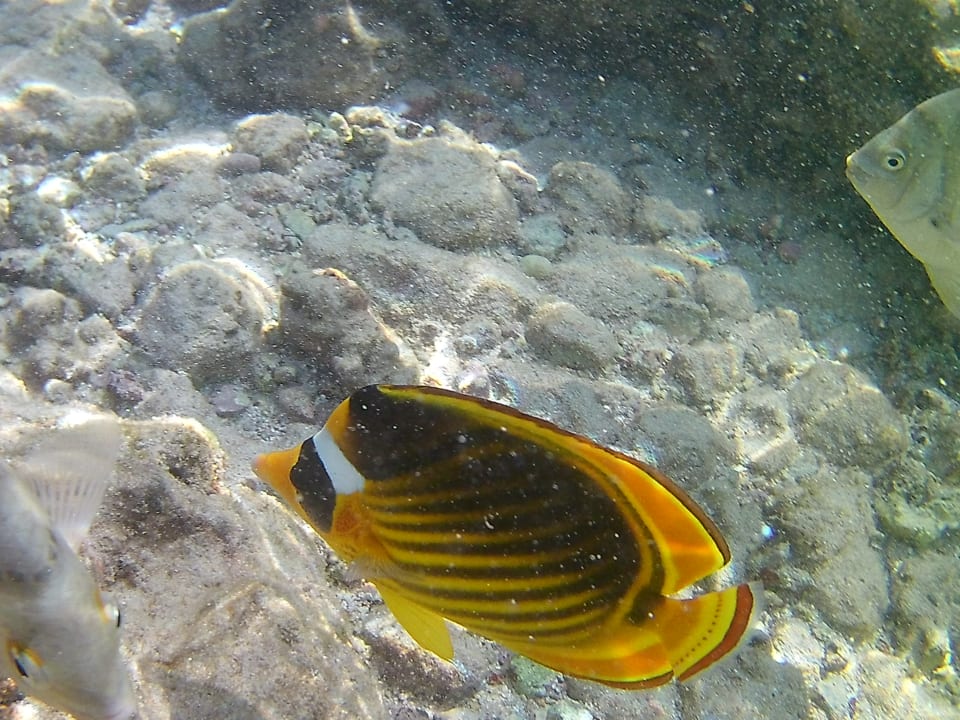 Sport & Freizeit Pickalbatros Citadel Resort