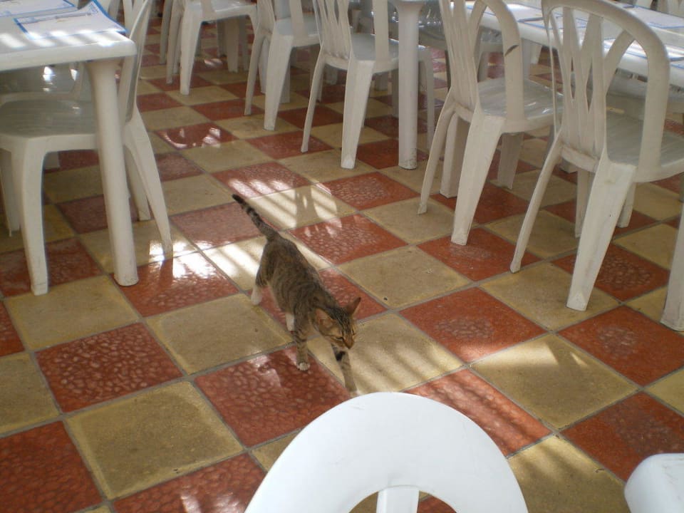 Katzen TUI BLUE Palm Beach Hammamet