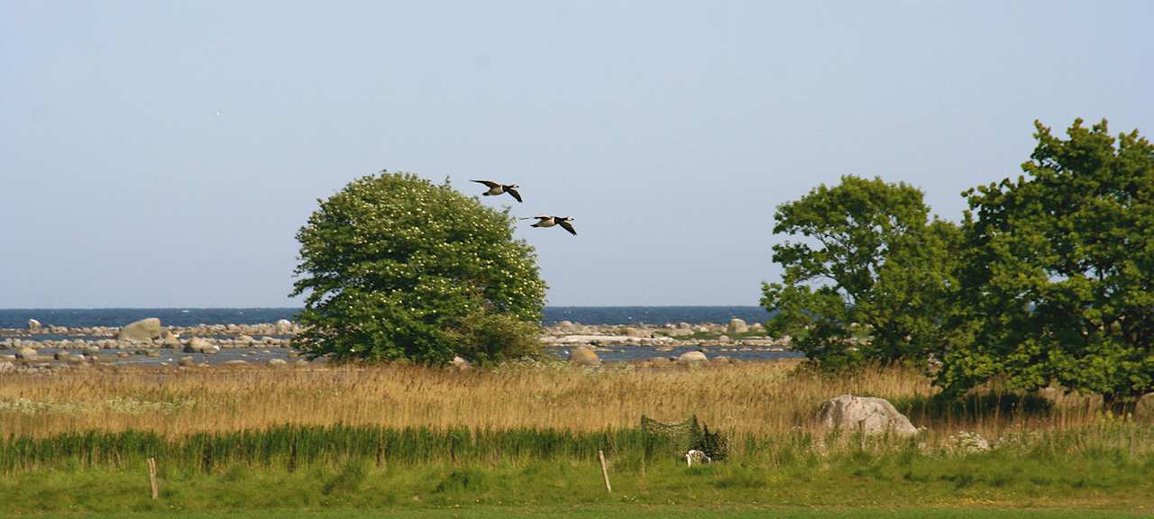 Ausblick Bodelssons by the Sea