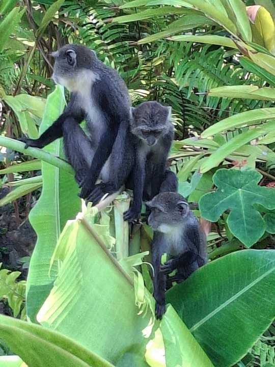 Sonstiges Hotel Pinewood Beach Resort & Spa