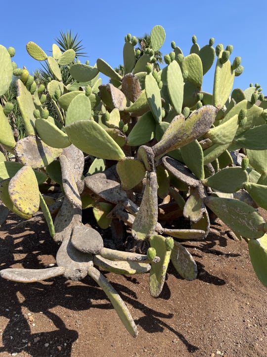 Gartenanlage VOI Arenella Resort