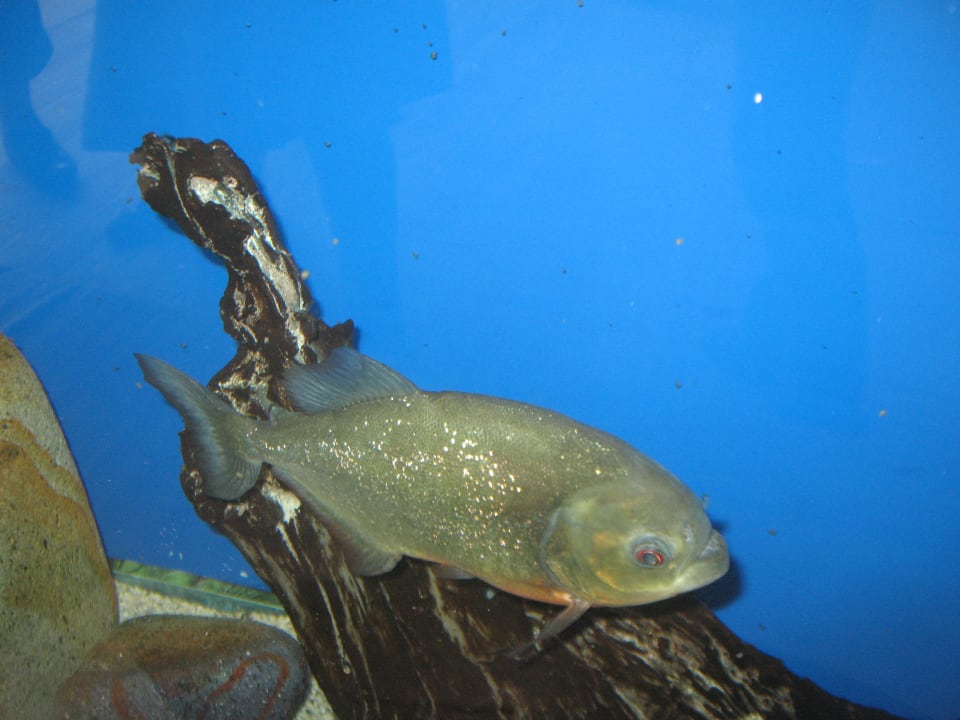 Akwarium TUI MAGIC LIFE Bodrum - Adult Only (16+)