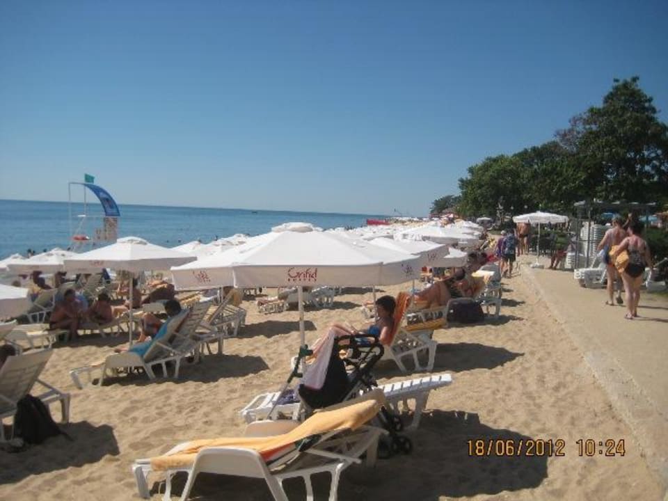 Spitze GRIFID Vistamar