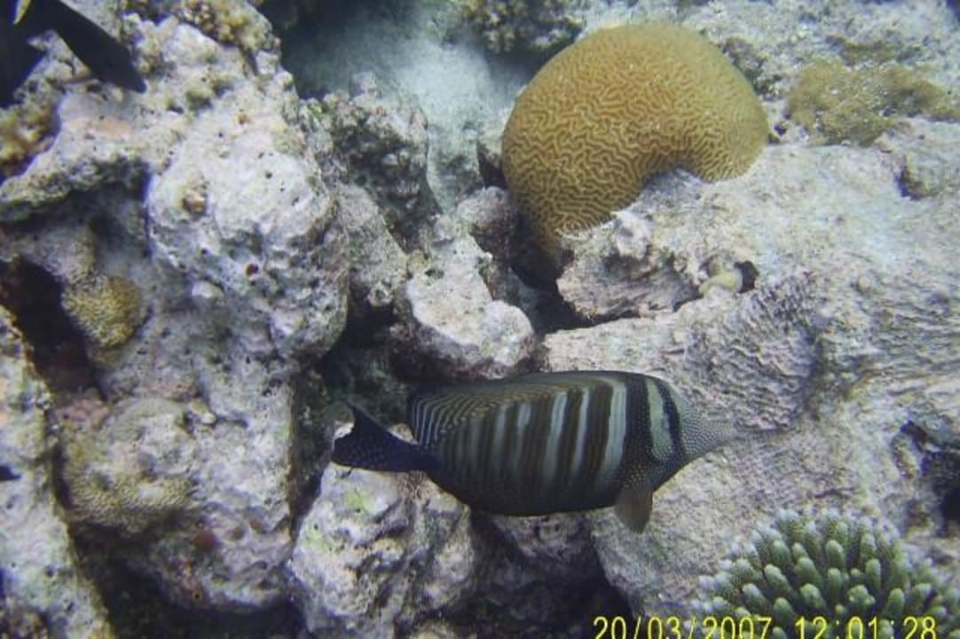 Wunderschöner Fisch Eri Maldives