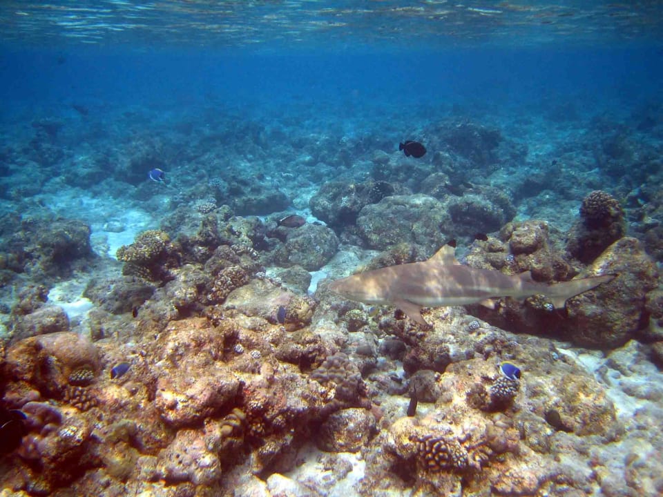 Hai am Riff Veligandu Maldives Resort Island