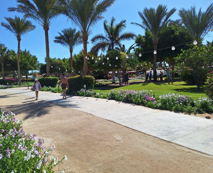 Gartenanlage Desert Rose