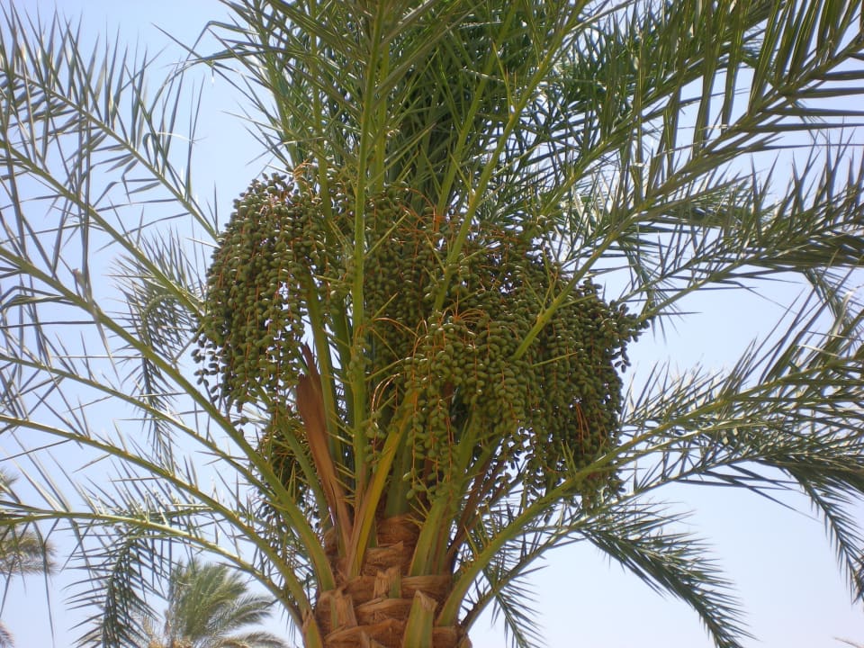 Oliven Palmen im Garten JAZ Neo Reef Marsa